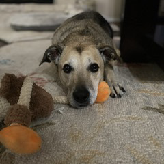 Fundraising Page: Laura Brown